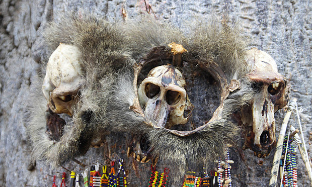 Africa, Tanzania, Lake Eyasi, ornamental skulls and beads used by the local witch doctor