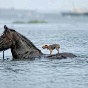 animals-helping