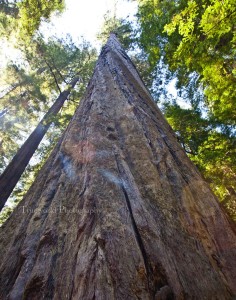 Redwoods8